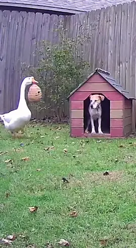 Was hat das Schwein im Hundehaus gemacht? 😳 Die Gans scheint wohl eifersüchtig zu sein 🤣 der arme Hund. 🐶🐷🪿 #sora #spaß #hund #fyp #tiere 