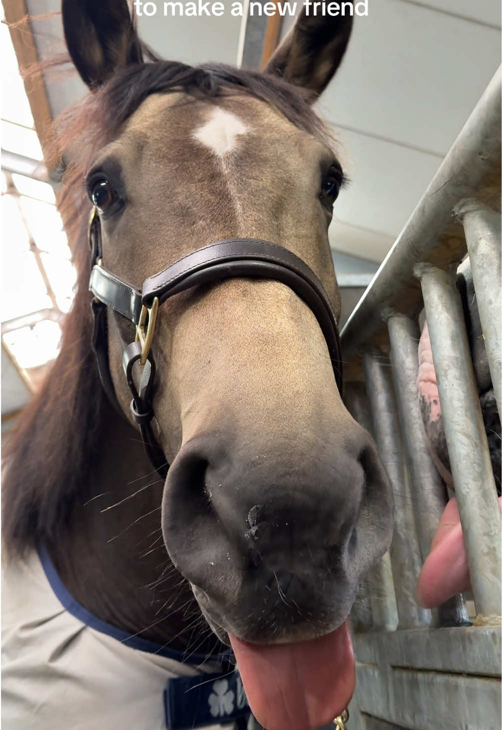 Always his tongue thing to make friends 😂 #horse #pferd #paard #animal #cuteanimal #horsetok #horsesofinstagram #horsesoftiktok #tonguehorse #sillyhorse #play #tongue #buckskin #nrps #horsedog #crazyhorse 