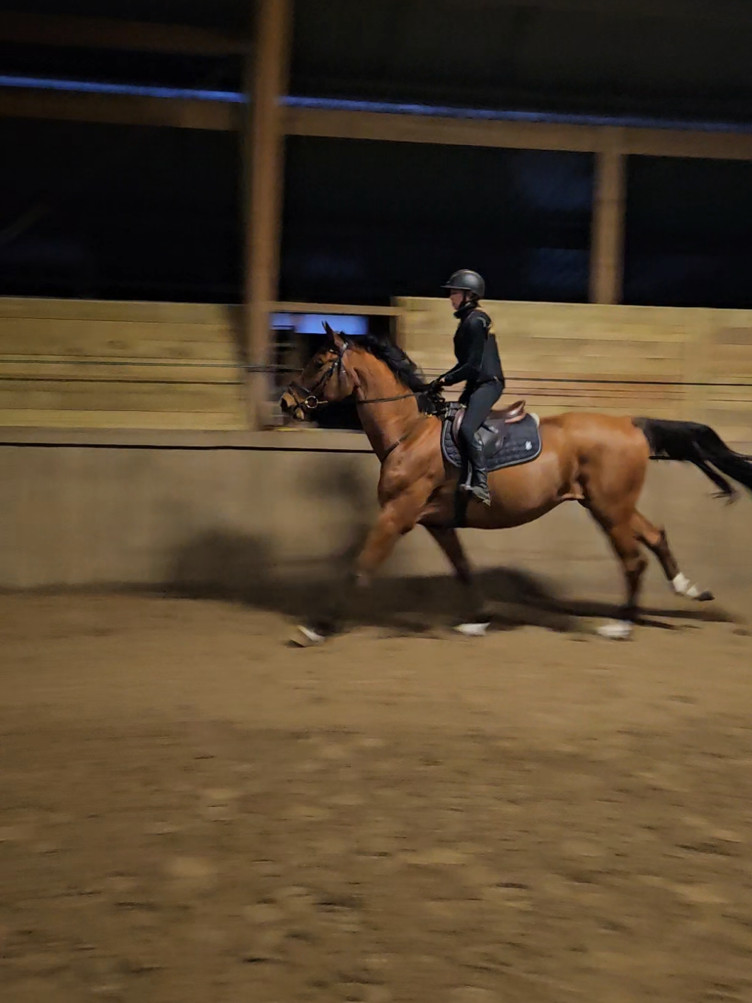 Vilka fantastiska killar vi fått jobba med. vilat i 2 dagar, linade dem MAX i 2 min innan Isabelle satt upp.  Så fruktansvärt snälla.  Så idag fick dem ta sin första galopp med ryttare på och de bara gör det så bekymmerslöst. Och då ska man veta att de har knappt blivit linade i galopp innan ens med sadel på. Men både Annika och jag tyckte att de blir lättare för dem att få använda sig av långsidorna istället.  sen är det två helt skilda typer av hästar.  Trumpeten, 3-åriga ponnyhingsten är otroligt chill, inte mycket som stressar honom så han får man uppmuntra lite mer att tänka framåt. Lite hakunamatat tänk. Otroligt skönt. Men Annika får hjälpa till lite från marken så han ska tänka framåt. checkfull, 3-årig STOR valack men väldigt mycket mer vaken och lyhörd så han är lite lättare att påverka framåt men även han med lite stöd från Annika på marken.  I min värld är det ju så att när man jobbar med unghästar så blir ju personen på marken/ i mitten, alltså den som jobbar med dem en trygghet för hästarna. Och då tycker jag också det är bra vid tex första galoppen att det är den personen som ber dem gå in i galopp de första gångerna eftersom de inte förstår galoppskänkeln i början. Och man vill att unghästarna ska få en bra och positiv upplevelse av hela inridningsprocessen, ingen stress, press eller krav.  Pojkarna får 5 av 5 guldstjärnor idag!  Återigen tack @persson för att vi får jobba med dina fina hästar. ❤️  #youngster #3yo #horse #pony #fyp 