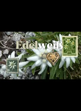 🌸⛰️#edelweiss #alps #fy #nature #targetaudience 