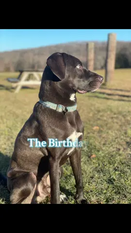 PoPo Popup! Come get in some movement w/Po & I at 5pm EST 💙#AofGWellness #Dogtok #BirthdayBoy #Movement #SteppiesWithPoPo