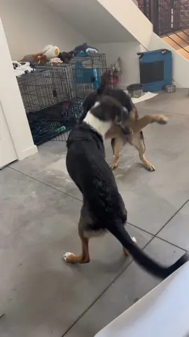 I used the @Embark Vet dna tests on my 2 shelter dogs. Loved finding out the results and this knowledge lets me better train and approach both dogs! #embarkdnatest #embarkvet #embark #dogdnatest #gsdmix 