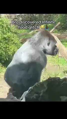 #foryoupage #memestiktok #tiktok #donpollo #animalsoftiktok 