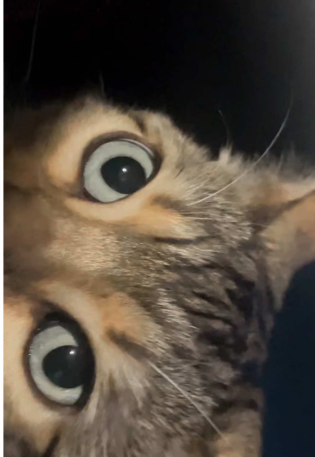 #jokes #pasta #cats #sendhelp #life 