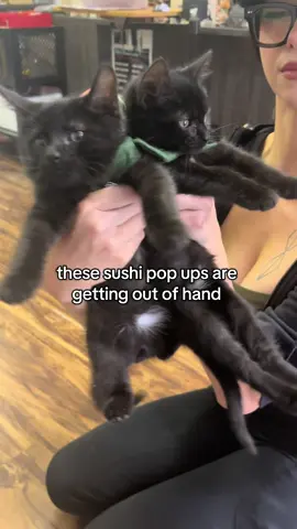 what’s your halloween costume for your furry friend? #rescue #rocknrescue #kittens #catsoftiktok #sushi 