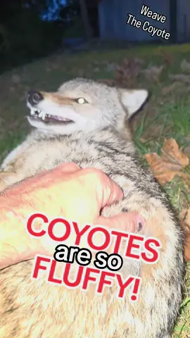 COYOTES are so FLUFFY!!! #weavethecoyote #pet #cute #animals #cat 