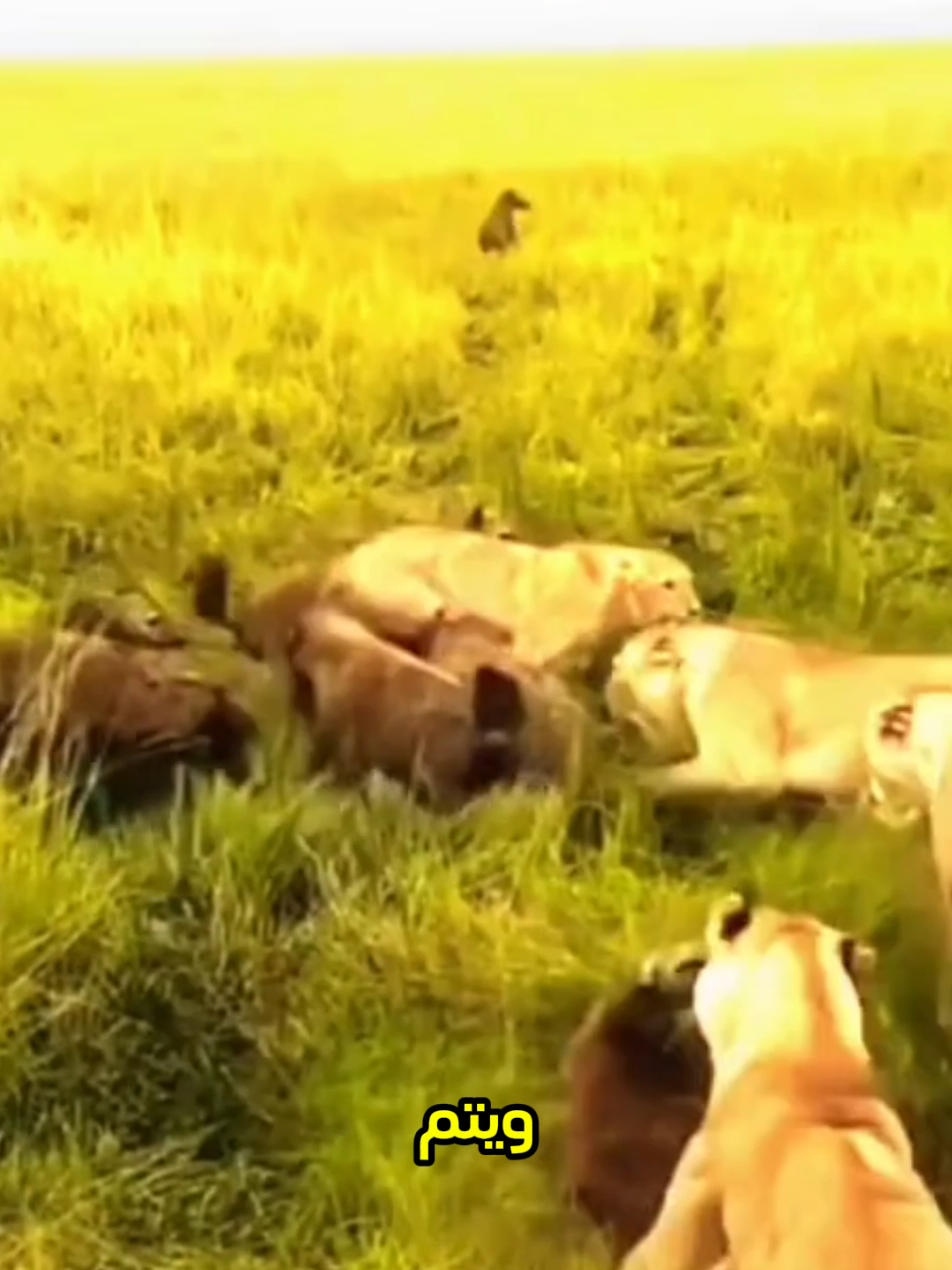 حيوانات اختارت الخصم الخطأ #shorts #معلومات #قصص #viral #حقائق 