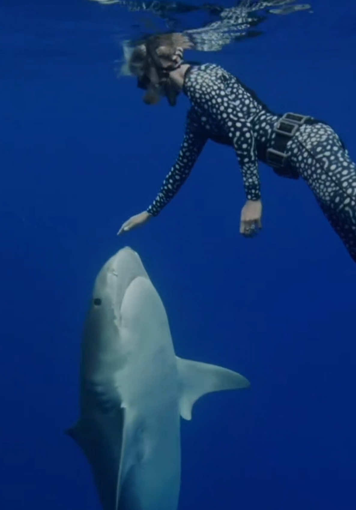 In this incredible encounter, a large tiger shark swims straight up toward me in a vertical display before gracefully redirecting at the last moment — a perfect example of how calm energy, awareness, and respect can shape shark behavior. Every interaction is a reminder that sharks aren’t mindless predators — they’re intelligent, curious beings that deserve understanding and protection. 💙 Filmed during a One Ocean Diving research and conservation dive — where education, respect, and coexistence come first. 🌊 Learn more or join us: oneoceandiving.com 📘 More in my book What You Should Know About Sharks 📸 @juansharks | @oneoceandiving | @oneoceanconservation #sharks #tigershark #oneoceandiving #sharkbehavior #sharkid_aby 