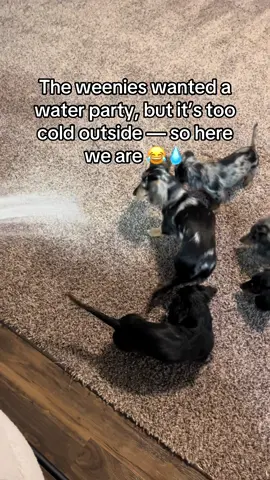 Too cold outside, weenie water party inside 💦🌭#weeniedog #fun #cantsayno 