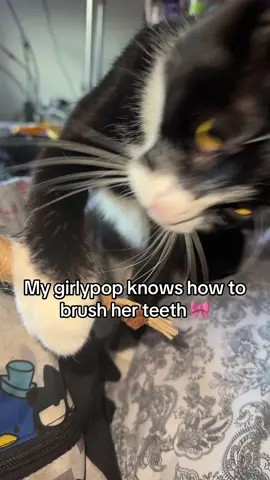 #fyp #tiktok #tiktokshop #catsoftiktok #car 