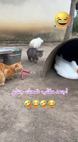 #مقلب_مضحك ضحك  اجمل_مقلب_حيوانات_احكم_بنفسك #foryoupage❤️❤️  #مصر_السعوديه_العراق_فلسطين اليمن #مشاهير_تيك_توك  #الشعب_الصيني_ماله_حل😂😂 