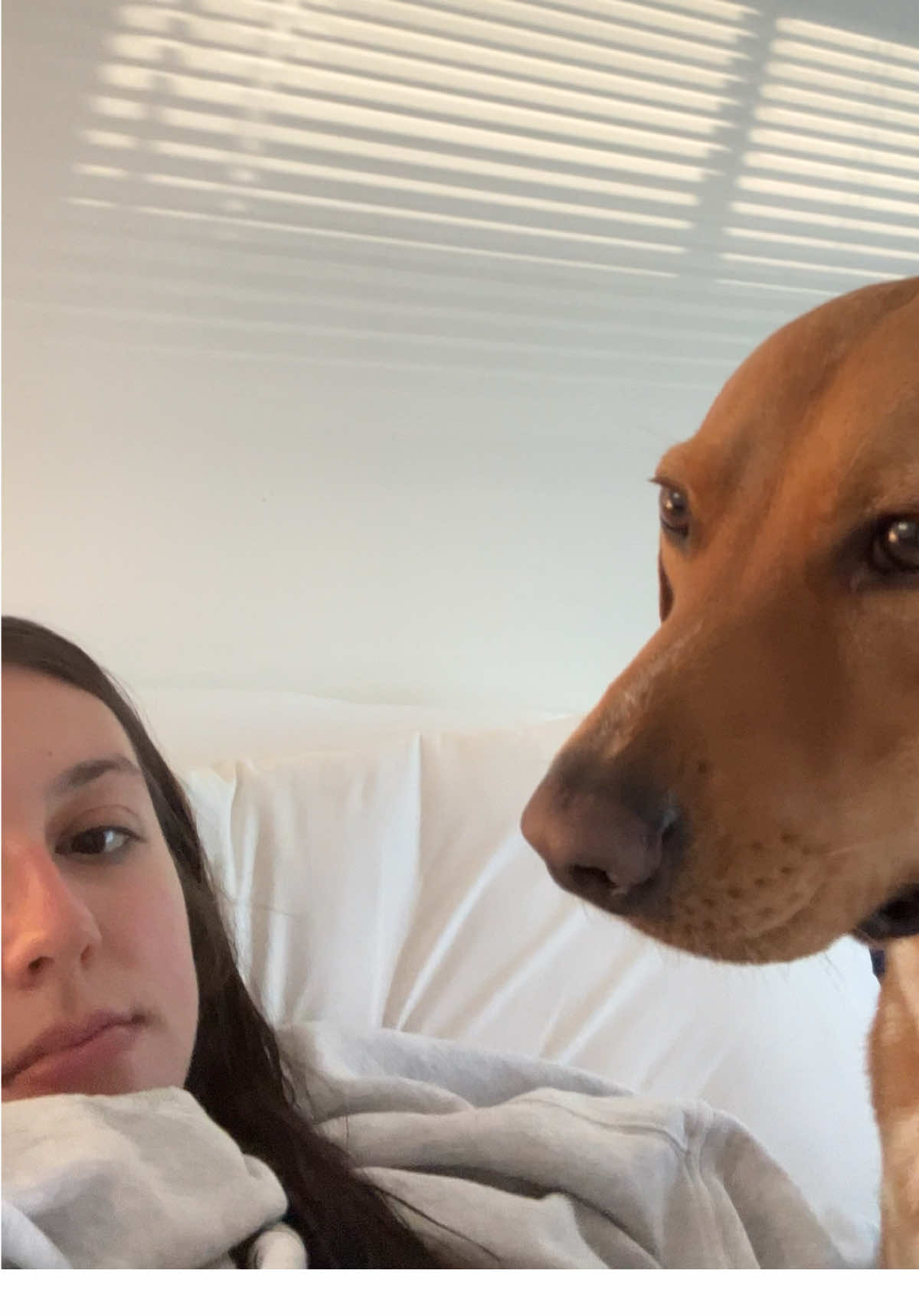 my bubble = nonexistent #labrador #dog #fyp #labsoftiktok 