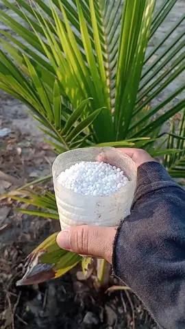 um corpinho é seu coqueiro vai crescer 