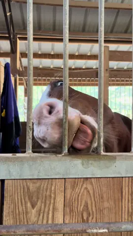 🧿👅🧿 #horse #fyp