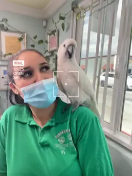 #quisieraquecuandolluevacayera🦜 #paratiiiiiiiiiiiiiiiiiiiiiiiiiiiiiii #pericos @Mich #fotopalfeis #paralaracha 