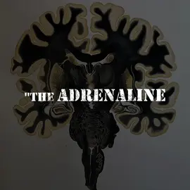 The “Adrenaline Brain” craves intensity, not peace. But imagine if that same drive could be transformed into genius — if risk turned into creativity. That’s what true healing looks like. #Adrenaline #Brain #Neuroscience #Behavior #Speed