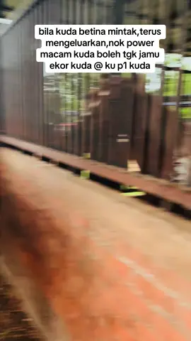 kuda nie tak lekang dari gedek#subdepoarabianpark #premiumhorse #breeding #exclusivehorse #mawari 