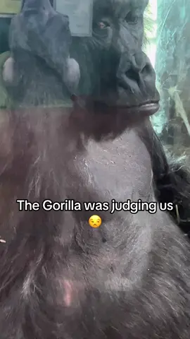 Just kept looking at my son like “I know he do the most” And he do but that’s NONE of your business 🙄😂  #philadelphiazoo #philly #gorilla 