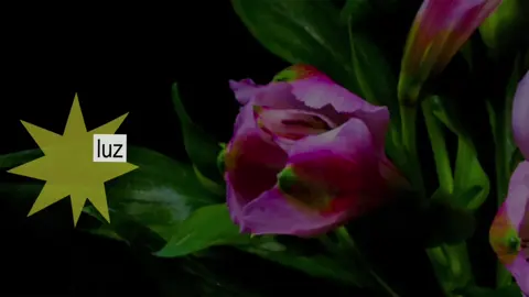 | ⏰ | 18:25 : A Cidade. . . . . . #viralvideos #lsoonggs #fyp #song #lagum 