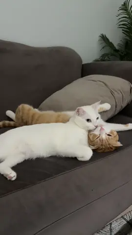 #catjoke #cat  #trend  🤣🤣🤣🤣حاولت اضحك اقوى حلقي تعبااان  (صلوح البيضاء ام عدس البرتقالي ) 🙂‍↔️