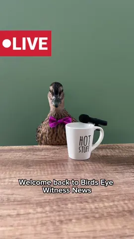 I had SO much fun filming this series and reading all of your theories! Thank you for supporting my crazy ideas🦆❤️ #DunkinDucks #Ducks #CallDucks #PetDucks #Farm #Animals #PetsOfTikTok 