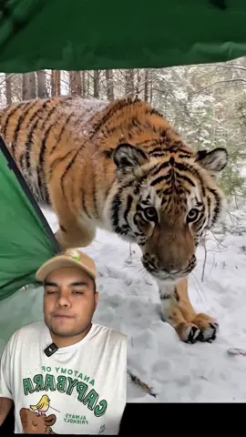 Un tigre en casa #AprendeEnTikTok #tigre 