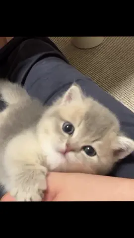 #котики #милашки #любимцыдомашние #