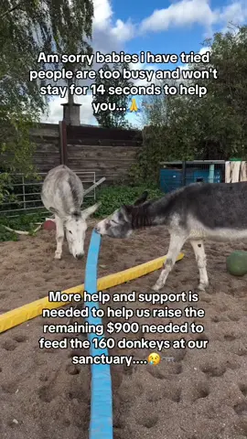 More help and support is needed to help us raise the remaining $900 needed to feed the 160 donkeys at our sanctuary....🙏😢🫏#donkey #donkeyrescue #sanctuary #DonkeySanctuary #DonkeyLove 