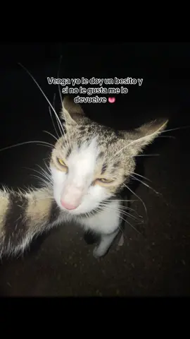 Venga yo le doy un besito y si no le gusta me lo devuelve 👅 #fyp #Viral #gatostiktok #amorgatos #paratiiiiiiiiiiiiiiiiiiiiiiiiiiiiiii 