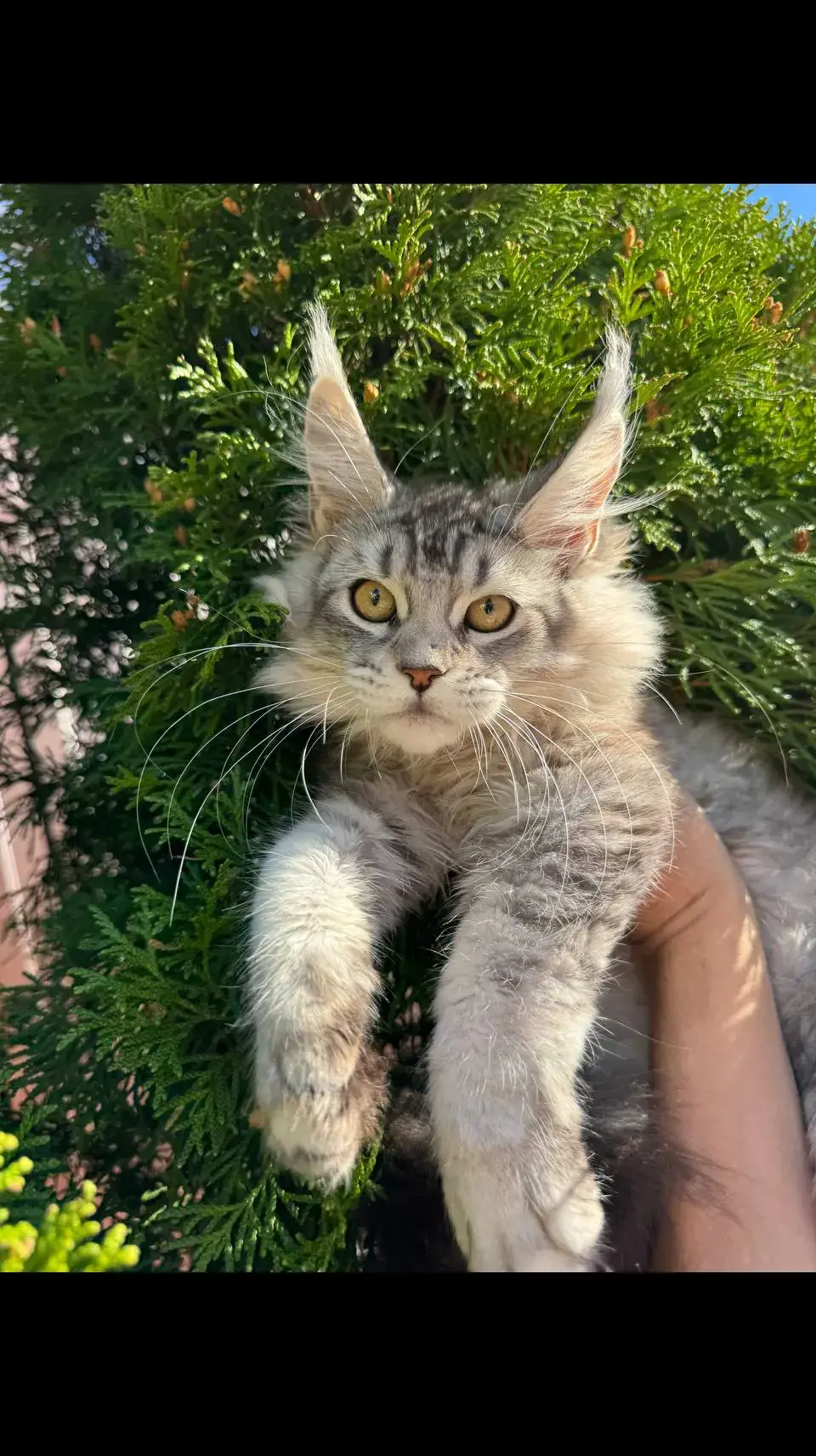 #cats #fyp #viral #yourpage  #viralvideos 