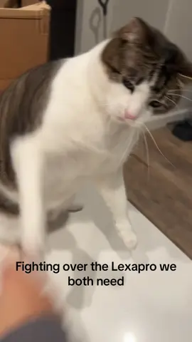 Lizzy is my girl though  #catsoftiktok #cats #kitten #viral 