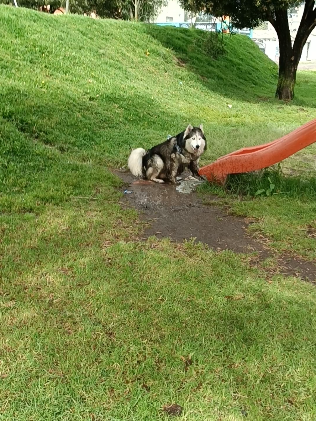 Randy en adolescencia le vale gato todo 😱 #amorxlosperros #perrostiktokers #huskiesoftiktok  #perros #seguidores❤ 