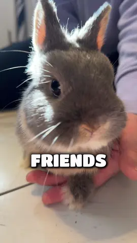 Greatest friend ever! ❤️❤️❤️#bunny #rabbit #bestfriend #funnypets #cutepet 