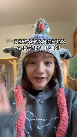 5 (of many) reasons pigeons are great as pets! . . . . . #pigeon #pigeons #petbird #petpigeon #bird