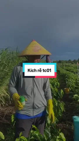 Kích rễ tc01 chuyên kích rễ cho mọi cây trồng