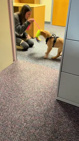 at only 9 weeks old, Hendricks is learning the foundation to saving lives! here we are using a barrier (a door) to illicit a bark, and then rewarding with toy play. as she progresses, she will have to use her nose to find the “missing” (hidden) person and bark to alert her handler! #workingdog #yellowlab #k9 #searchandrescuek9 #yellowlab 