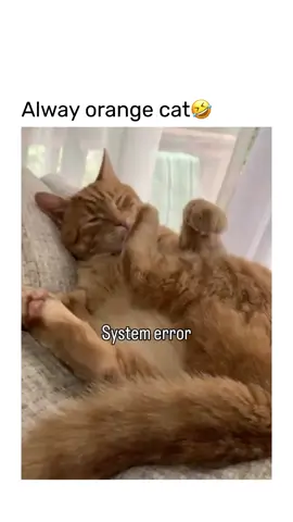 #viral #trending #funny #meme #cat 