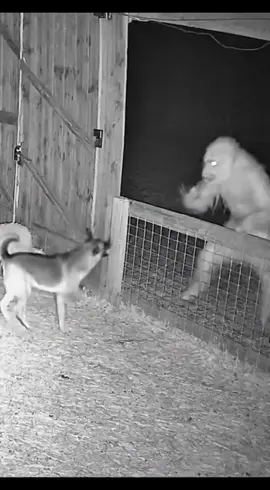 #skinwalker #cctv #fy #scary #are  What is this strange creature? 