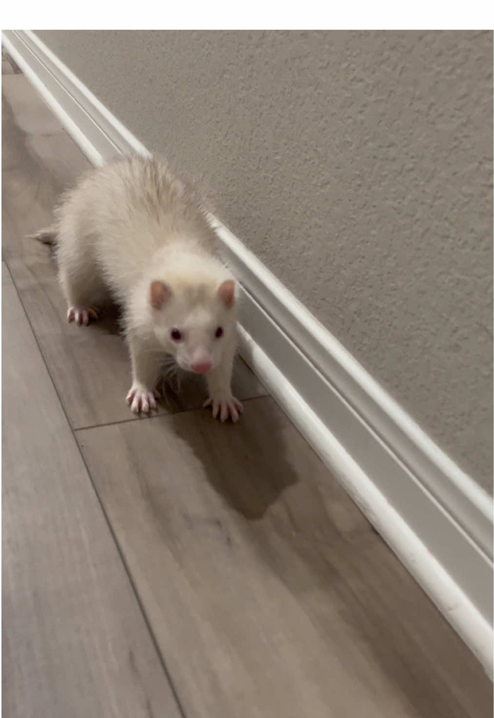 Coco loves when I play bowling  with him can you hear him doc doc 🥰🥹✨ #ferret #ferrets #ferretsoftiktok #paratiiiiiiiiiiiiiiiiiiiiiiiiiiiiiii #fyp 