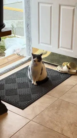 #nina #cat #america 🤍