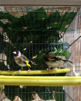 #بسم_الله_الرحمن_الرحيم #ماشاءالله #الحمدلله_دائماً_وابداً #تزاوج_الحسون #المقنين_زين🌷🎀😂 