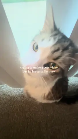 #stuffynose #cat #boycat #silly #trending 