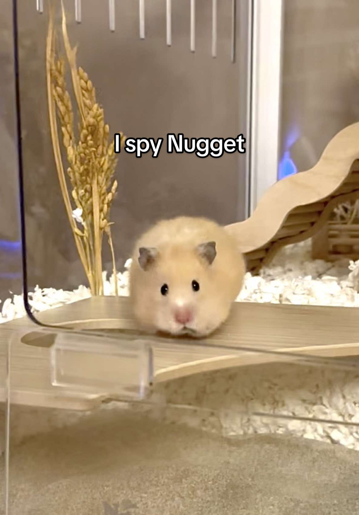 Nugget was too stunned to speak 😂 #fyp #hamster #funny #PetsOfTikTok #Love 