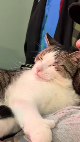 When he said “I’ve never had a cat before! What if he doesn’t like me?” turns into catmom being the last resort for the last 10 years 🙄 #catsoftiktok #catdaddy #catlover #foryou 