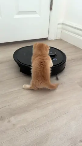 Just turned Pro 😸 #roombasurf #catsoftiktok #kittentok #fyp #munchkincat           