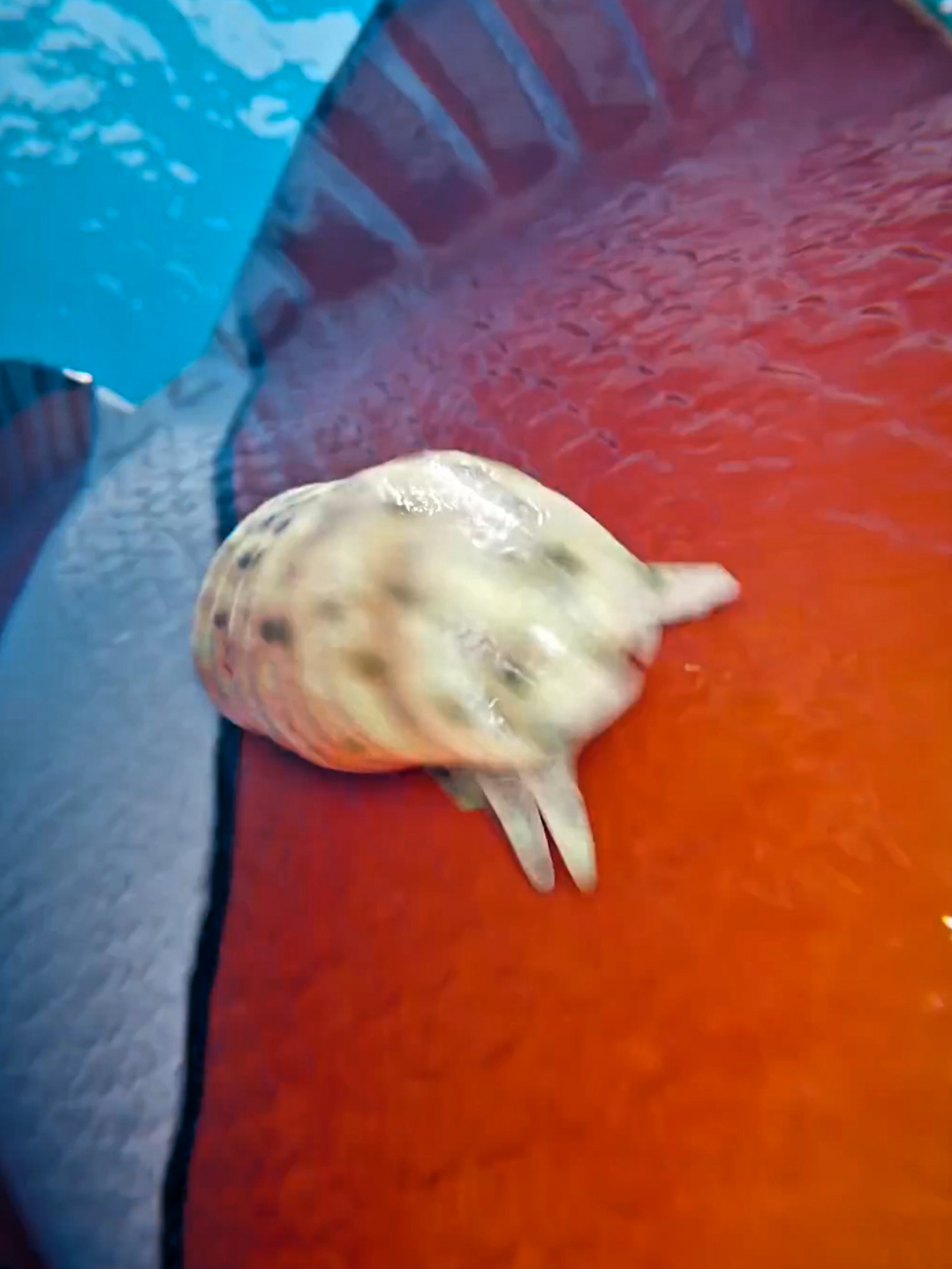 #fyp #viral #usa🇺🇸 #zack #tiktokhalloweencontest #zackdfilms