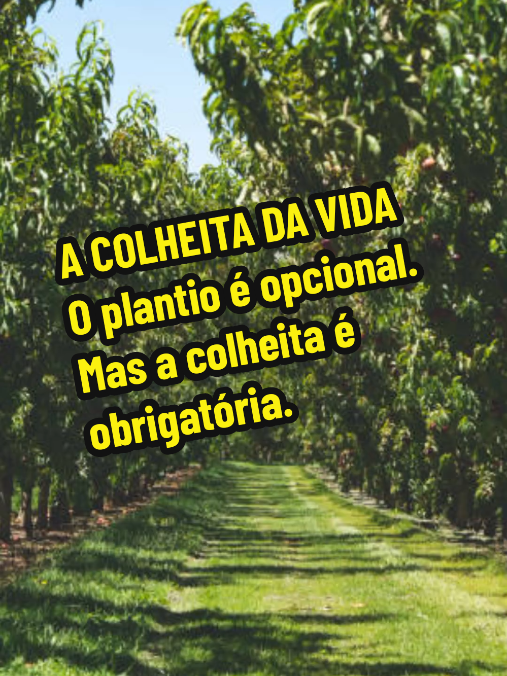 REFLEXÃO PARA VIDA! A COLHEITA DA VIDA  Você planta mas a colheita é sua. Na vida, tudo o que a gente lança no mundo um dia volta. O plantio é opcional. Mas a colheita é obrigatória. #Reflexão #vida #motivational #licaodevida #mensagem 