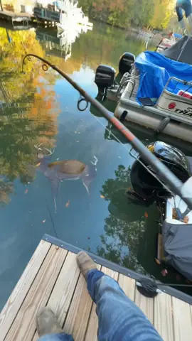 Caught this buck #deerhunting #fishing #buck #deer #fyp 