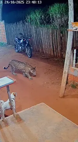 Onça é surpreendida por gato e foge desesperadamente.😂 #onça #animais #viral #IA 