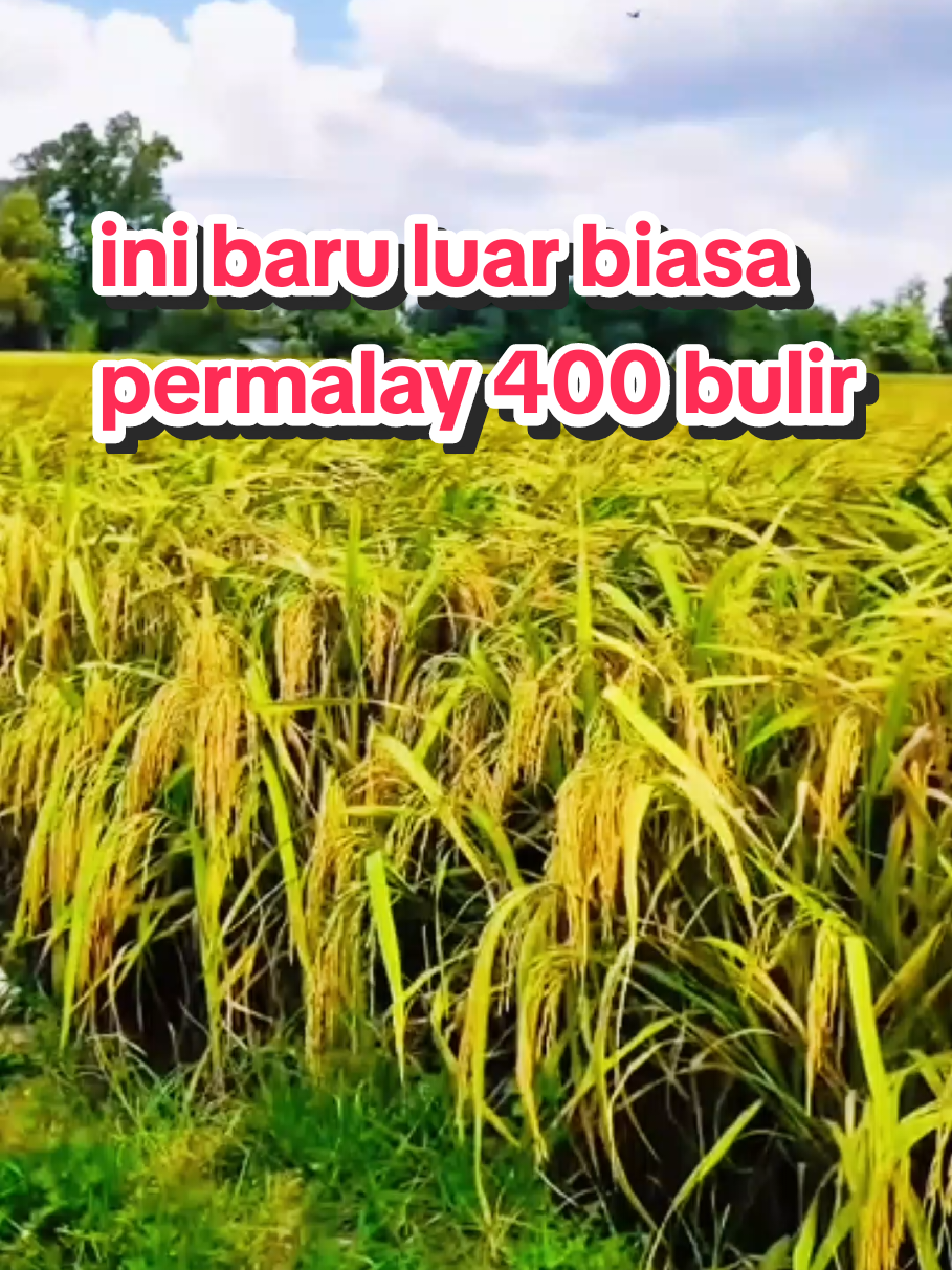 Benih padi Thailand jumbo Padi jumbo hasil melimpah Padi unggul cepat panen Padi super hasil maksimal Padi tahan hama dan penyakit Padi produktif untuk petani modern Cara tanam padi Thailand jumbo Tips sukses panen besar Benih unggul kualitas premium #BenihPadiThailandJumbo  #PadiUnggulHasilMelimpah #PetaniSuksesModern #PanenBesar2025 #PertanianIndonesiaMaju
